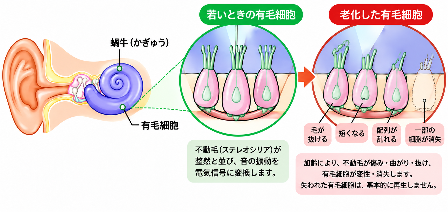 Ear Age System