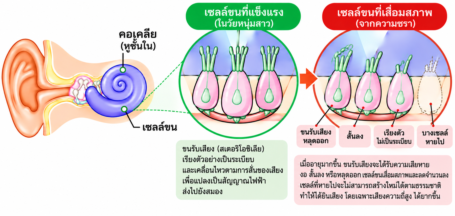 Ear Age System