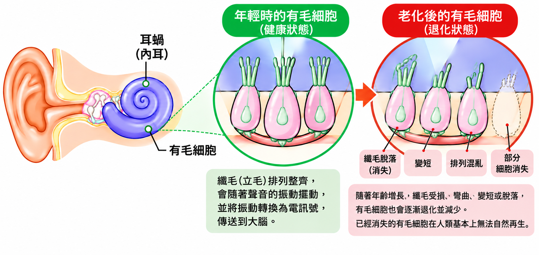 Ear Age System